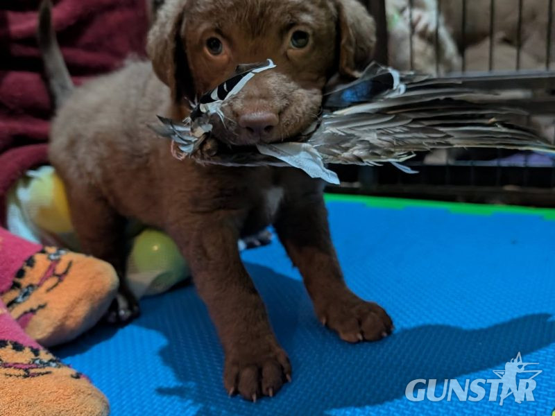 Cracking litter of Chessie pups for work / show