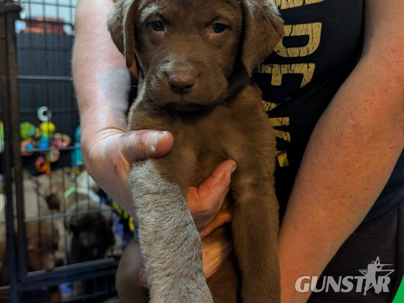Cracking litter of Chessie pups for work / show - {CATEGORY} in 