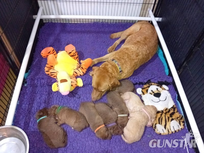 Cracking litter of Chessie pups for work / show in 