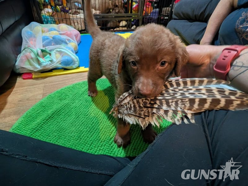 Cracking litter of Chessie pups for work / show 
