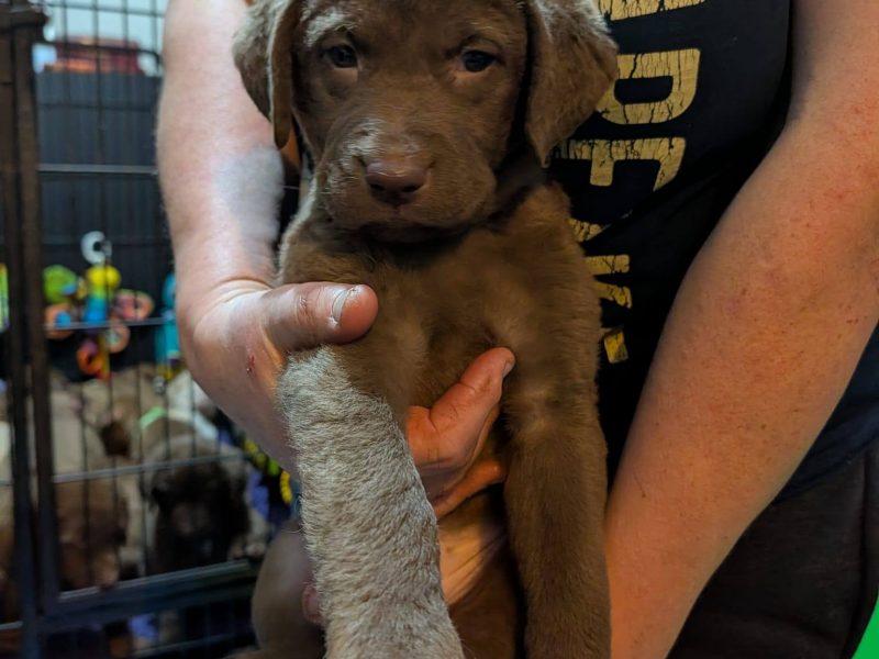 Cracking litter of Chessie pups for work / show - {CATEGORY} in 
