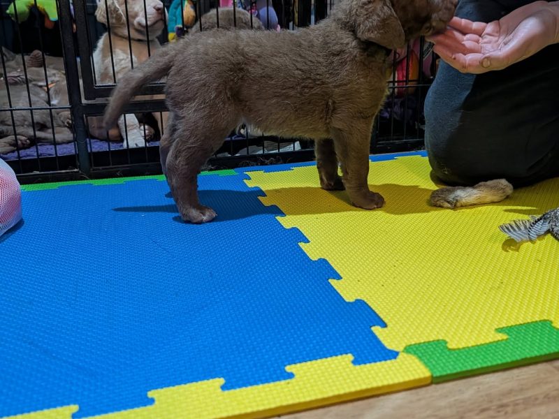 Cracking litter of Chessie pups for work / show - {CATEGORY}