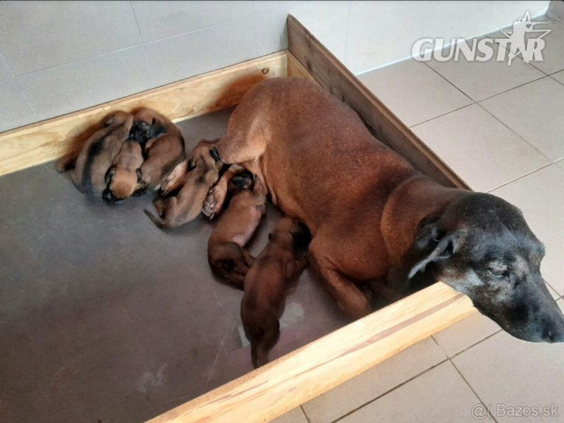 {CATEGORY} - Bavarian mountain scent hound pupps in 