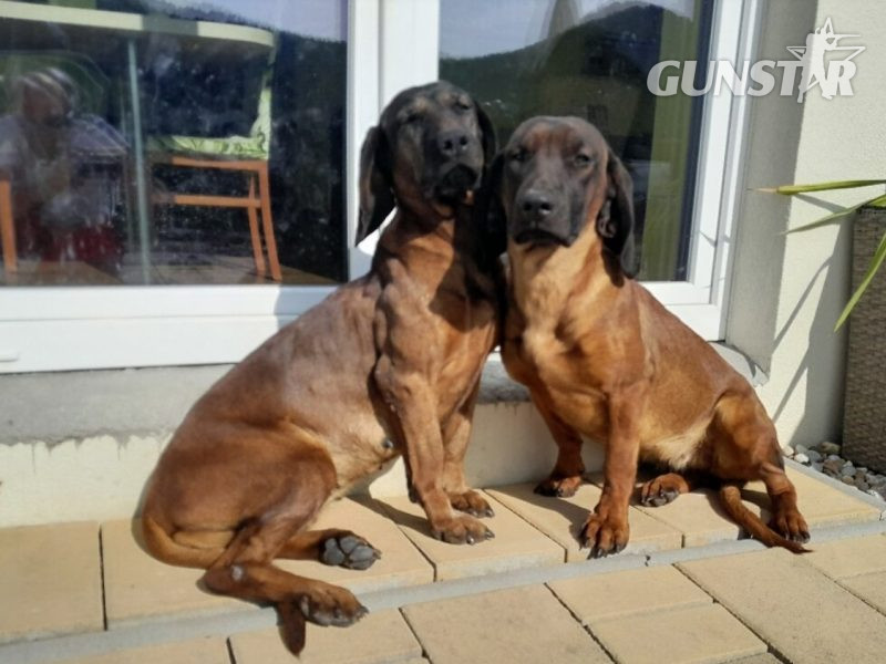 {CATEGORY} - Bavarian mountain scent hound pupps