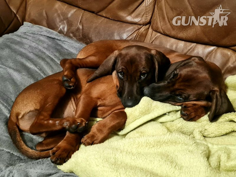Bavarian mountain scent hound pupps 