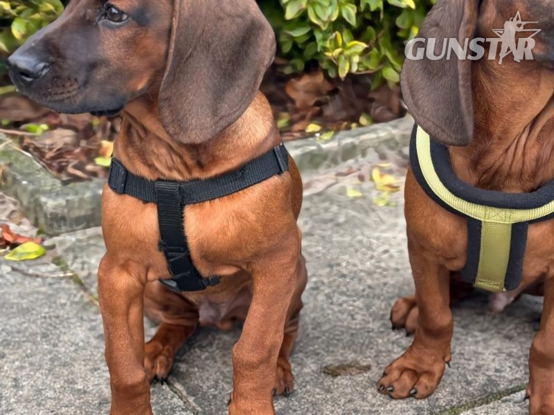  Bavarian mountain scent hound pupps