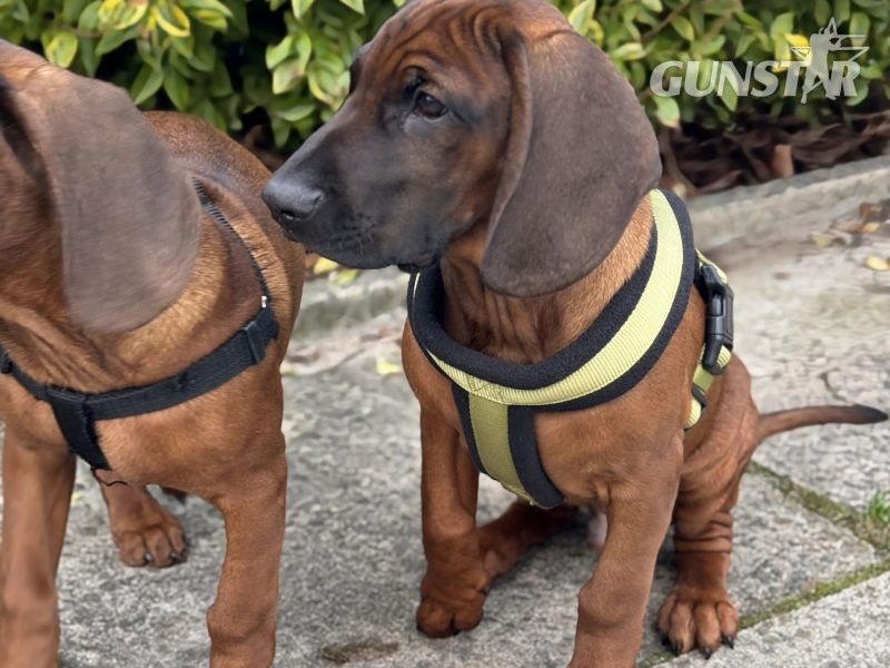 Bavarian mountain scent hound pupps - {CATEGORY} in 