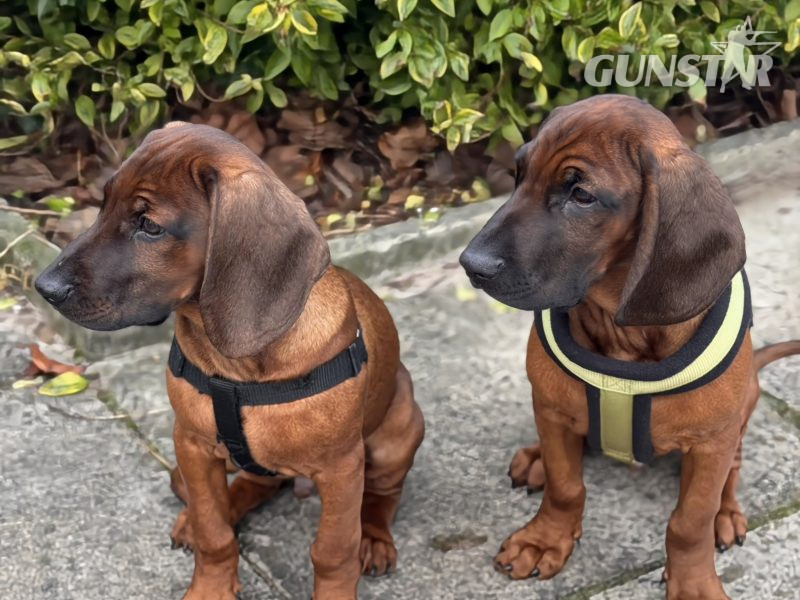 Bavarian mountain scent hound pupps in 