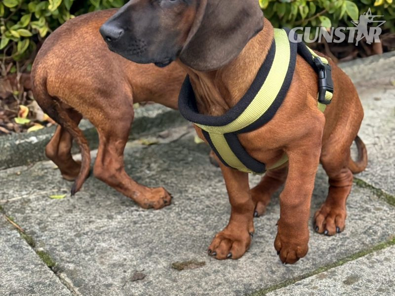 Bavarian mountain scent hound pupps - {CATEGORY}