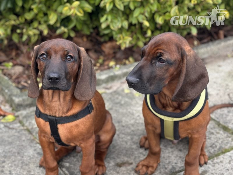 Bavarian mountain scent hound pupps