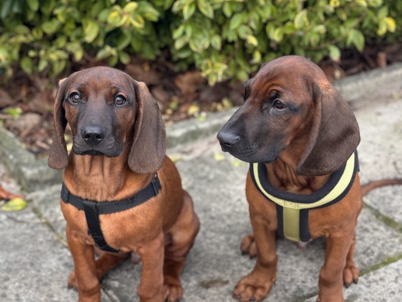 Bavarian mountain scent hound pupps