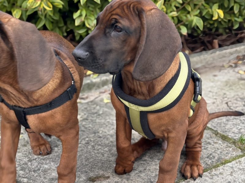 Bavarian mountain scent hound pupps - {CATEGORY} in 