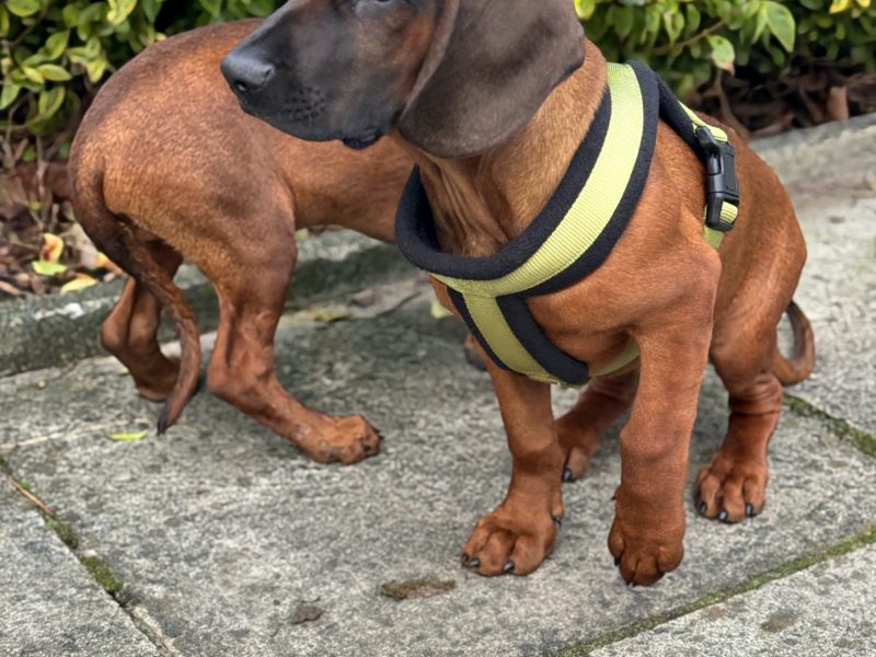 Bavarian mountain scent hound pupps - {CATEGORY}