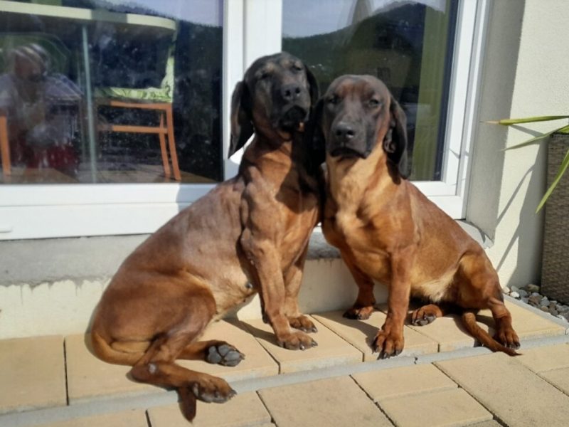 {CATEGORY} - Bavarian mountain scent hound pupps