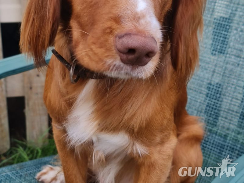 {CATEGORY} - Working cocker spaniel puppies ( chocolate)