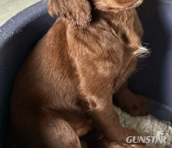Working cocker spaniel puppies ( chocolate)