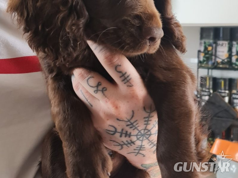 Working cocker spaniel puppies ( chocolate) - {CATEGORY}