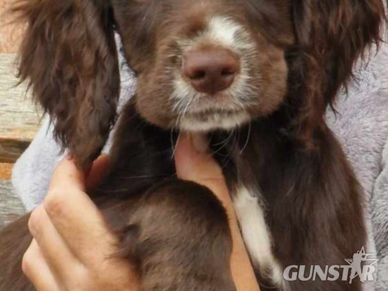 Working cocker spaniel puppies ( chocolate) in 