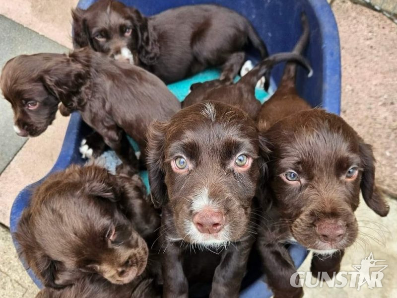 Working cocker spaniel puppies ( chocolate) 