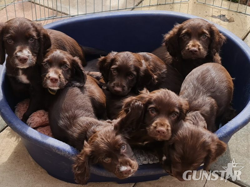 {CATEGORY} - Working cocker spaniel puppies ( chocolate) in 