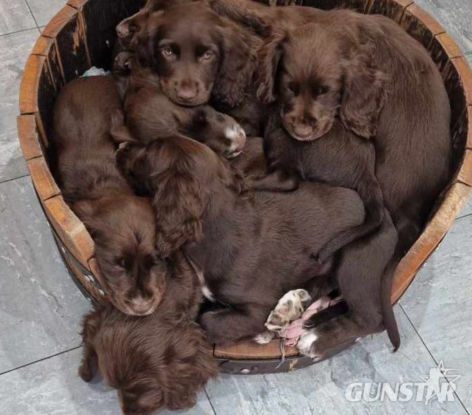 Working cocker spaniel puppies ( chocolate) - {CATEGORY} in 