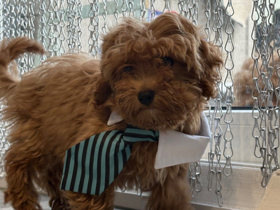 6/8/26/ Ready NOW CAVAPOO F1BB X ASIAN POODLE 