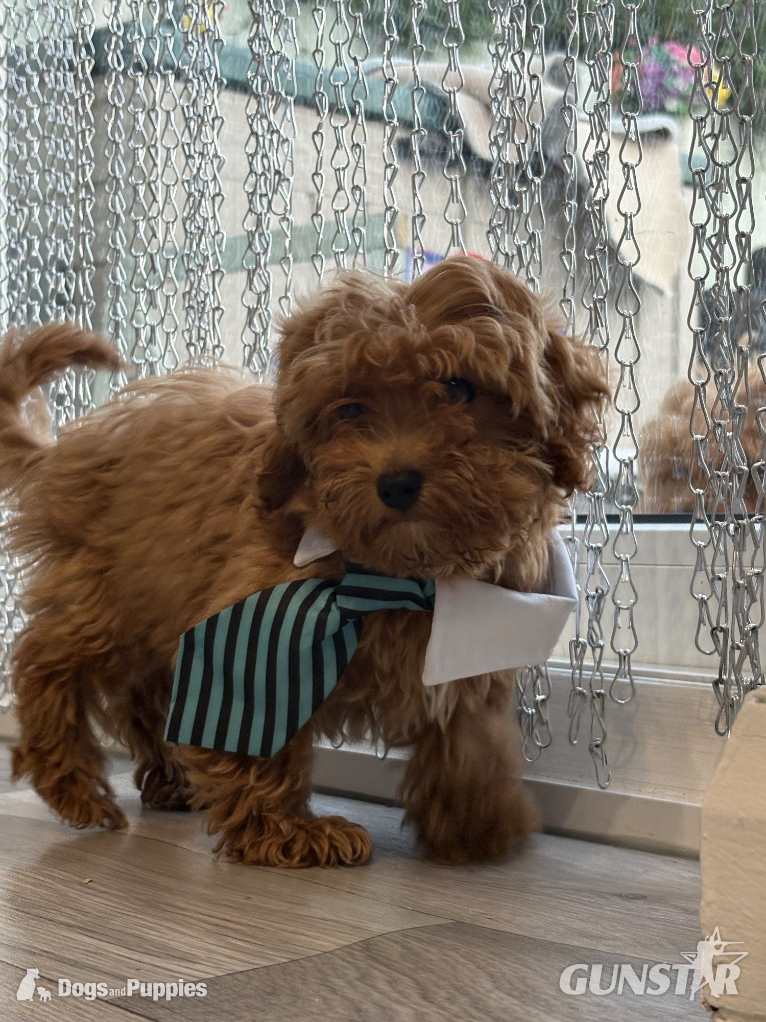 11/8/26 Still available CAVAPOO F1BB X ASIAN POODLE  in 