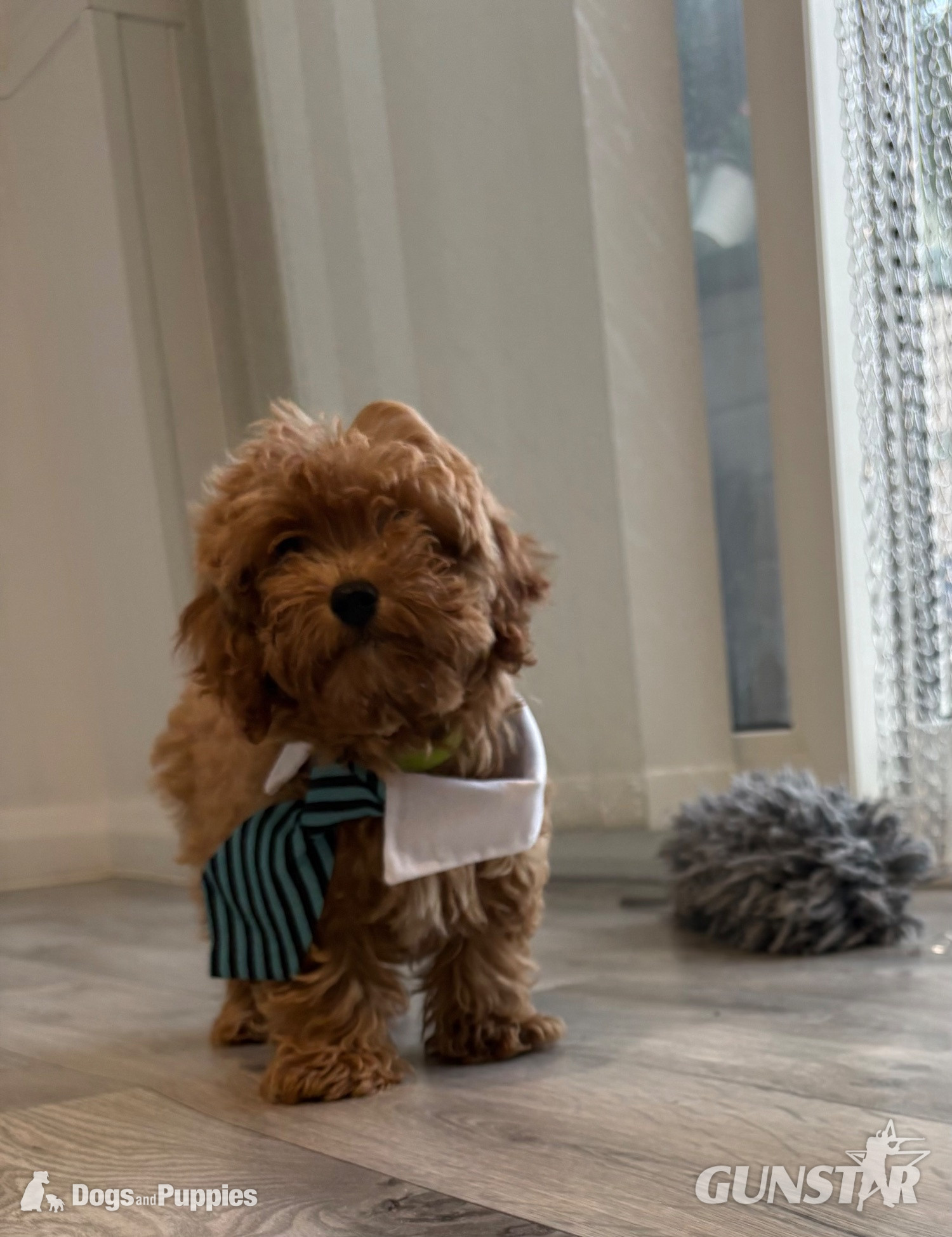  11/8/26 Still available CAVAPOO F1BB X ASIAN POODLE 