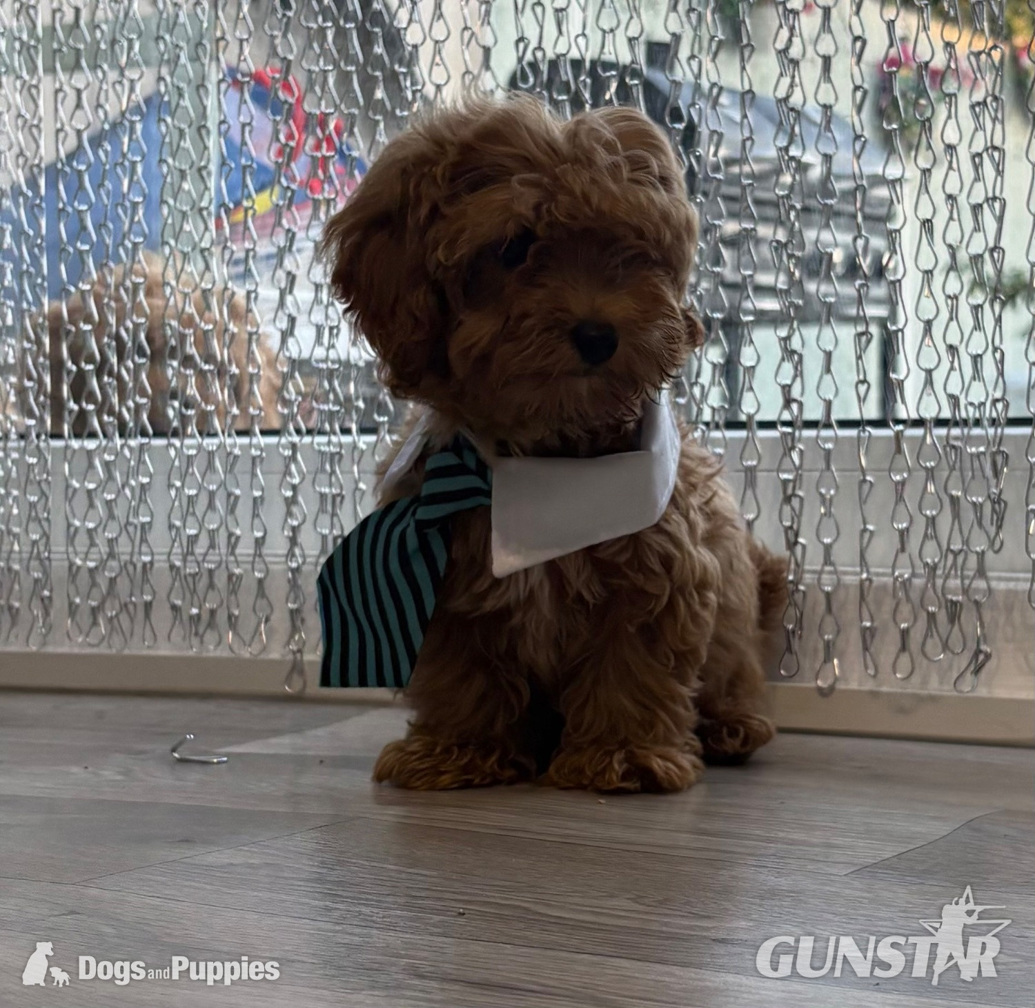 11/8/26 Still available CAVAPOO F1BB X ASIAN POODLE  - {CATEGORY} in 