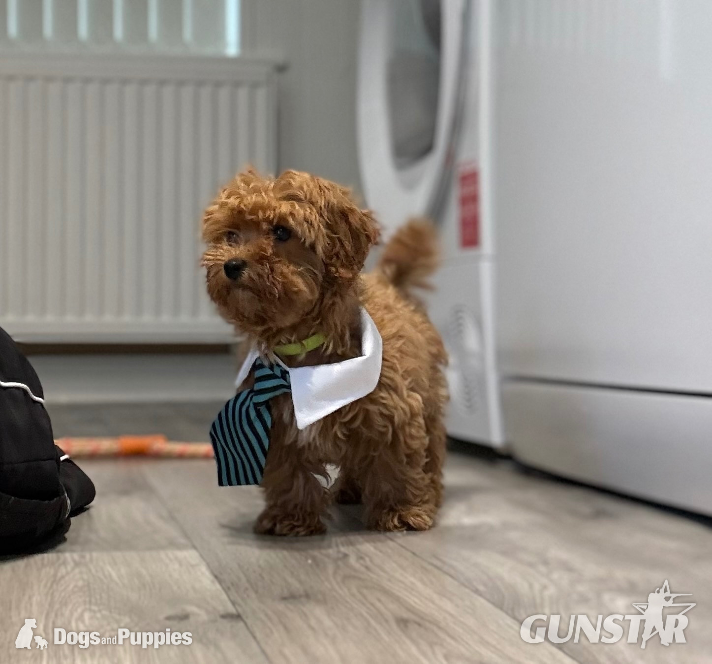 11/8/26 Still available CAVAPOO F1BB X ASIAN POODLE  - {CATEGORY}
