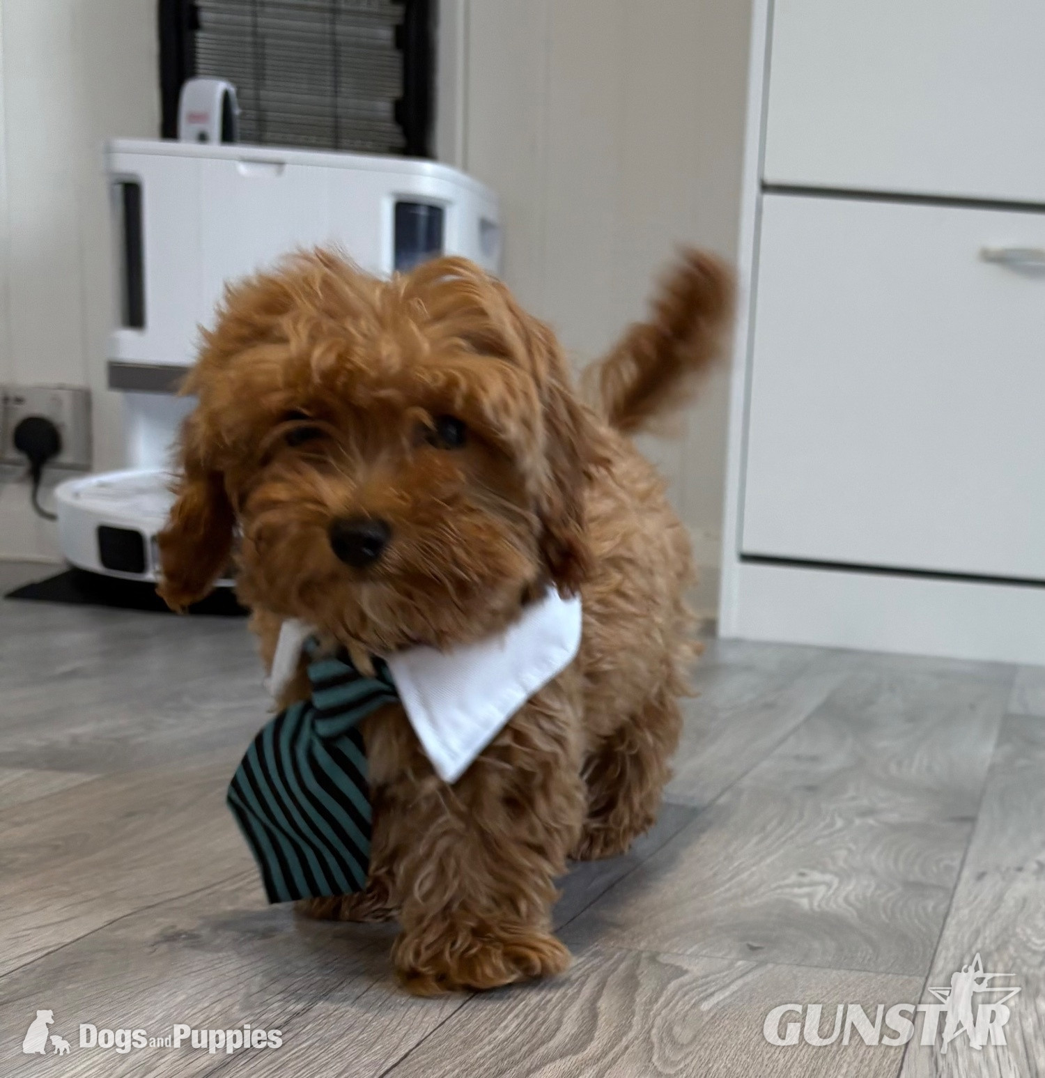 11/8/26 Still available CAVAPOO F1BB X ASIAN POODLE  