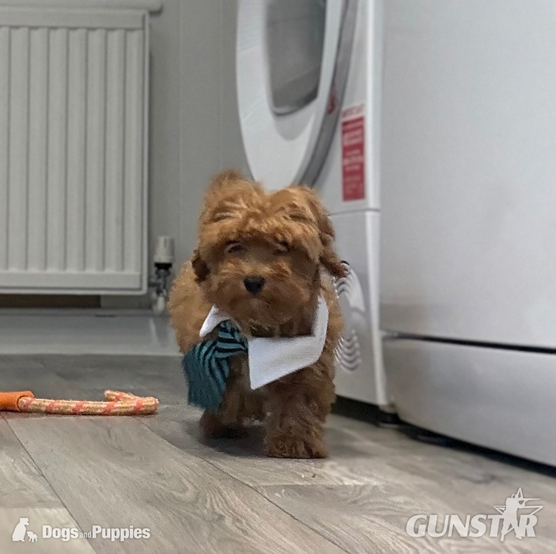 {CATEGORY} - 11/8/26 Still available CAVAPOO F1BB X ASIAN POODLE  in 