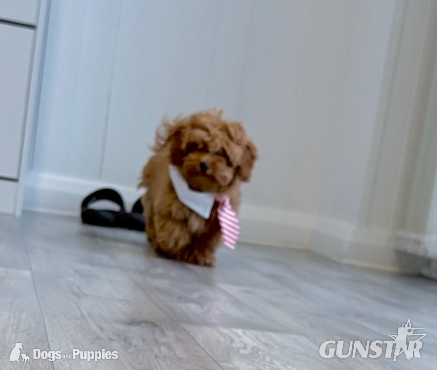 {CATEGORY} - 11/8/26 Still available CAVAPOO F1BB X ASIAN POODLE 