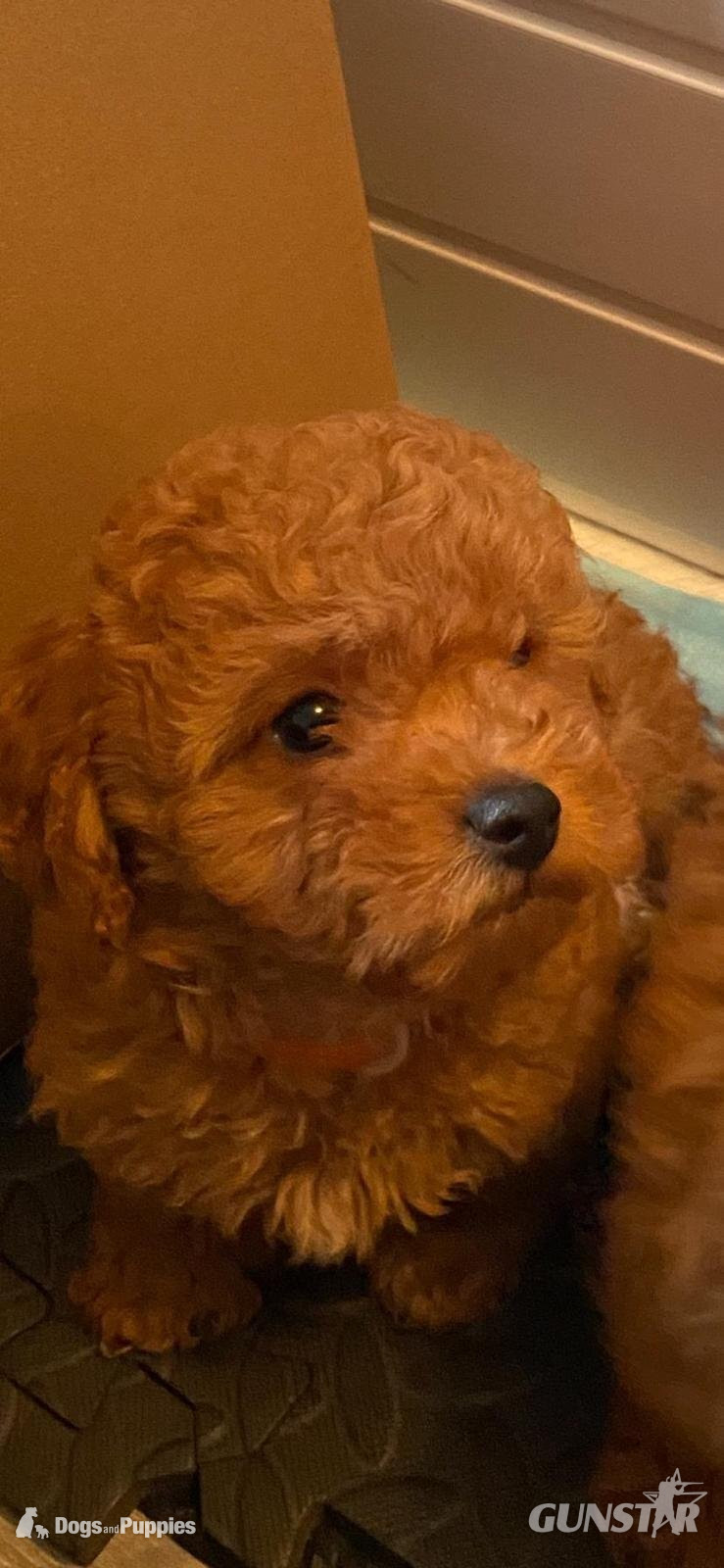 Asian poodle x cavapoo puppies  in 