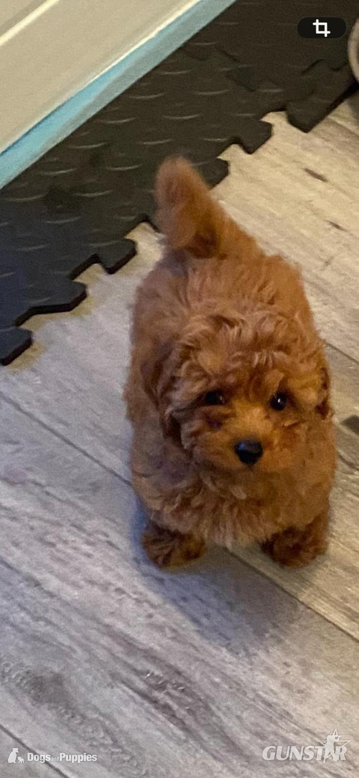 Asian poodle x cavapoo puppies 