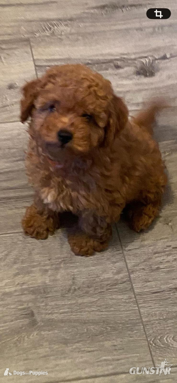  Asian poodle x cavapoo puppies 