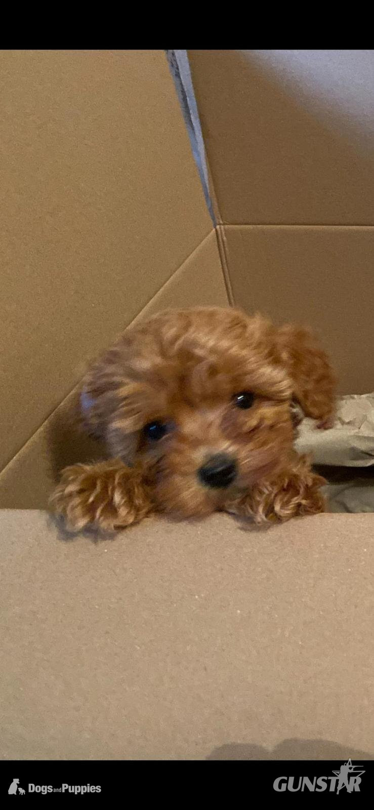 Asian poodle x cavapoo puppies  - {CATEGORY} in 