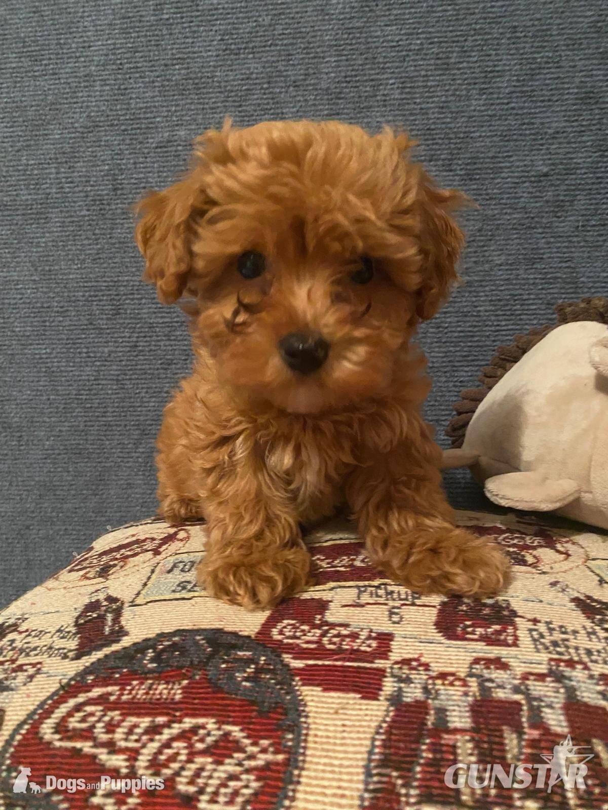 Asian poodle x cavapoo puppies  - {CATEGORY}