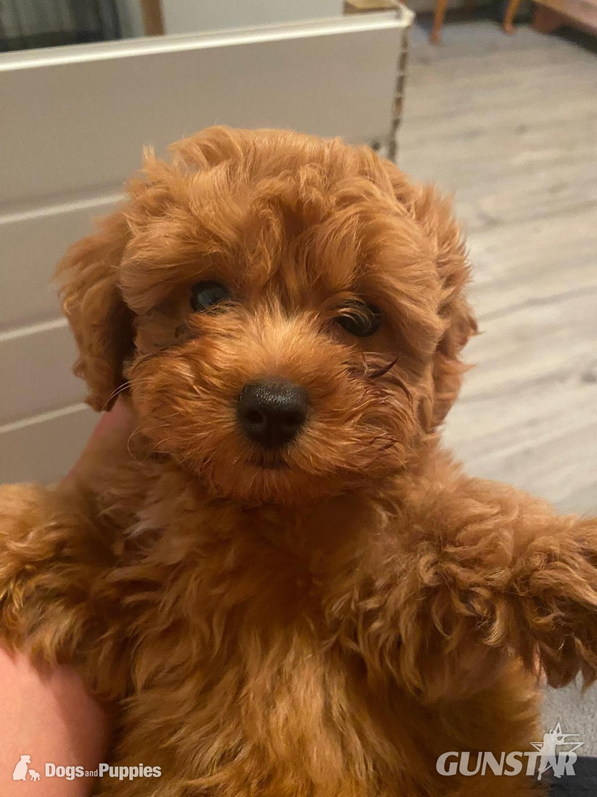 Asian poodle x cavapoo puppies  