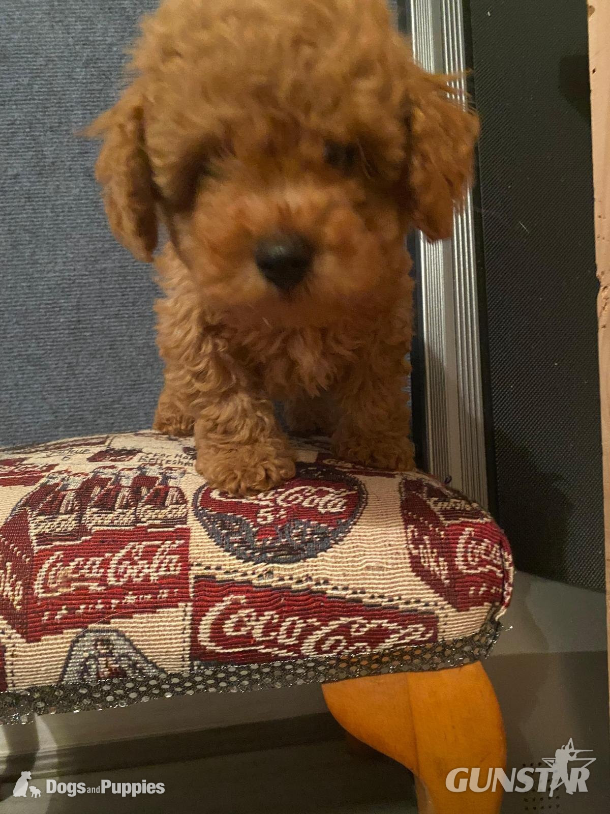 {CATEGORY} - Asian poodle x cavapoo puppies  in 
