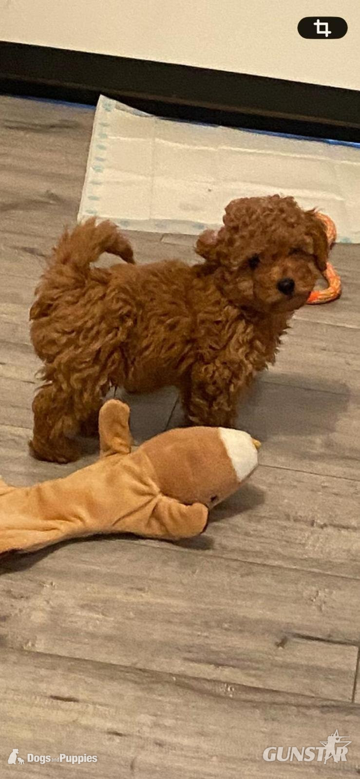 {CATEGORY} - Asian poodle x cavapoo puppies 