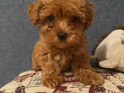 Still available 22/07/2026 READY NOW CAVAPOO F1BB X ASIAN POODLE 