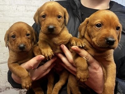 Fox Red Labrador Puppies