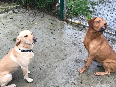 Stunning Labrador Puppies – Top Working Dog Lines