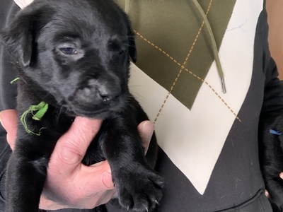 Black Labrador Puppies