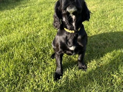 Sprocker pups