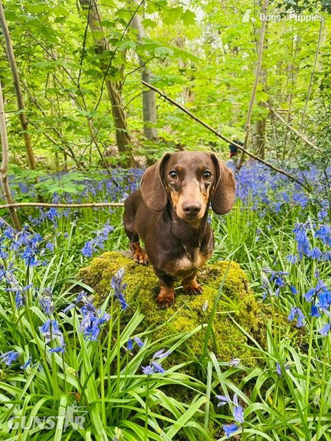 {CATEGORY} - Dachshund Miniature Dapple KC Registered  in 