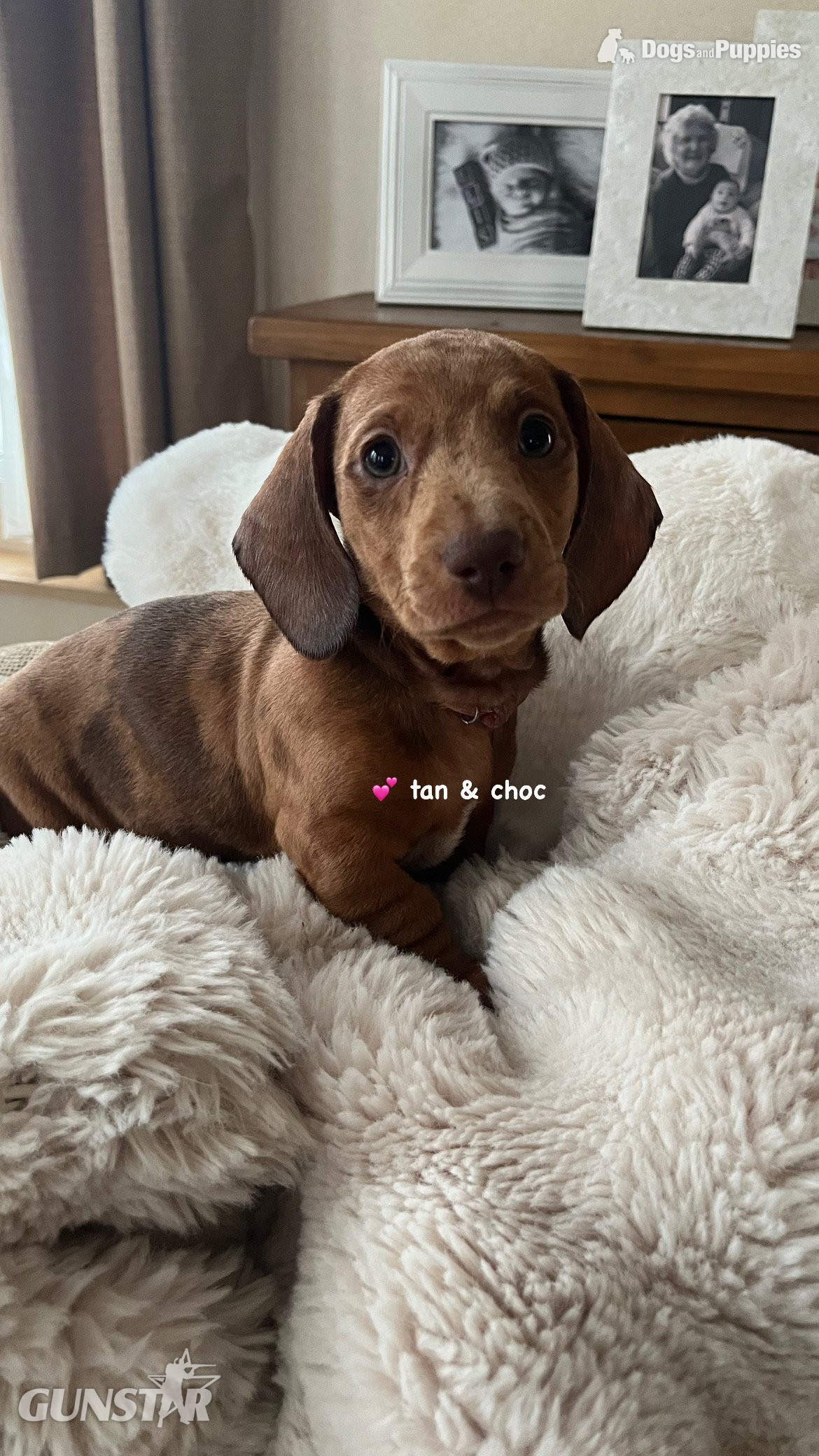 Dachshund Miniature Dapple KC Registered  - {CATEGORY} in 