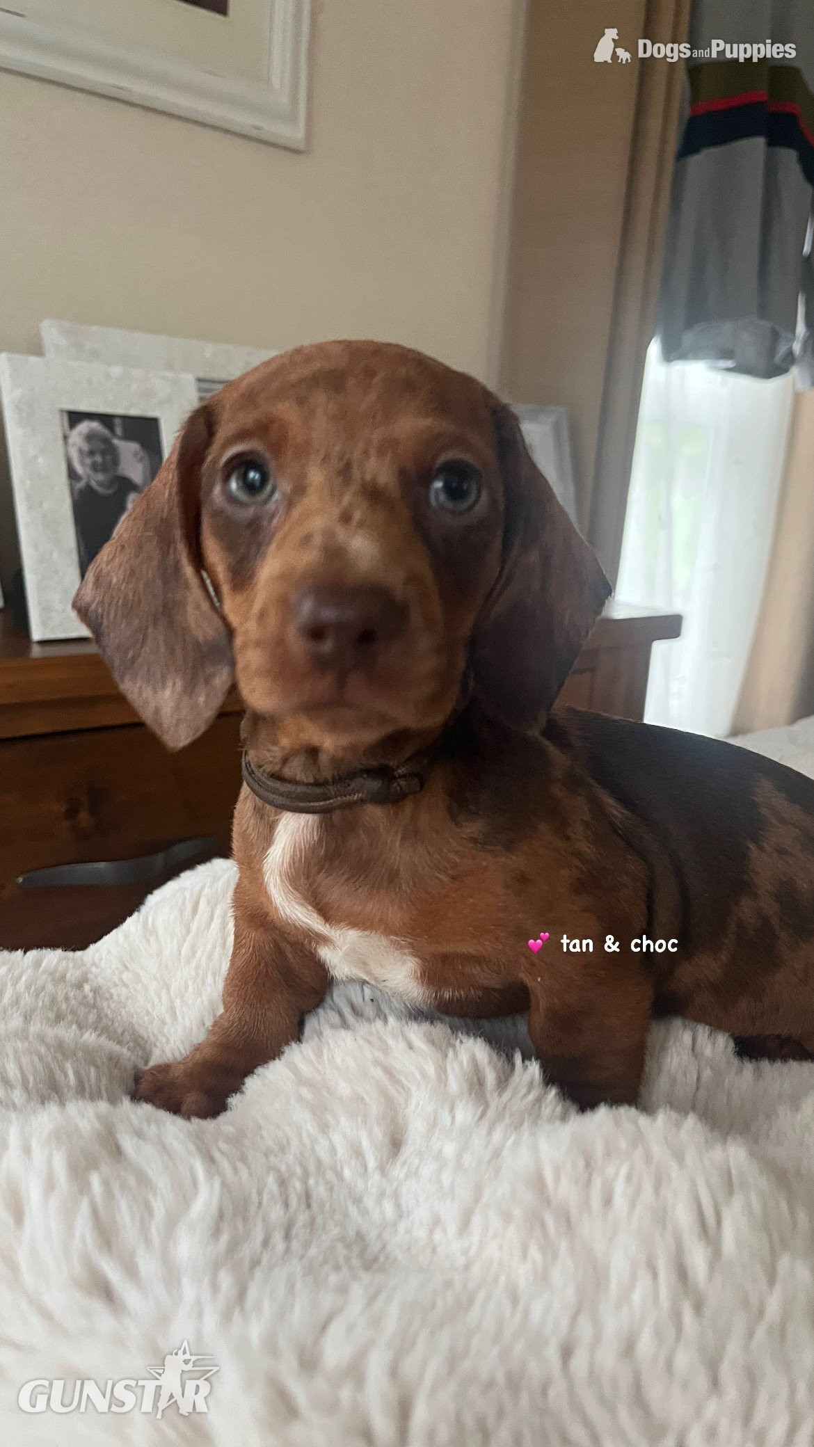 Dachshund Miniature Dapple KC Registered  in 
