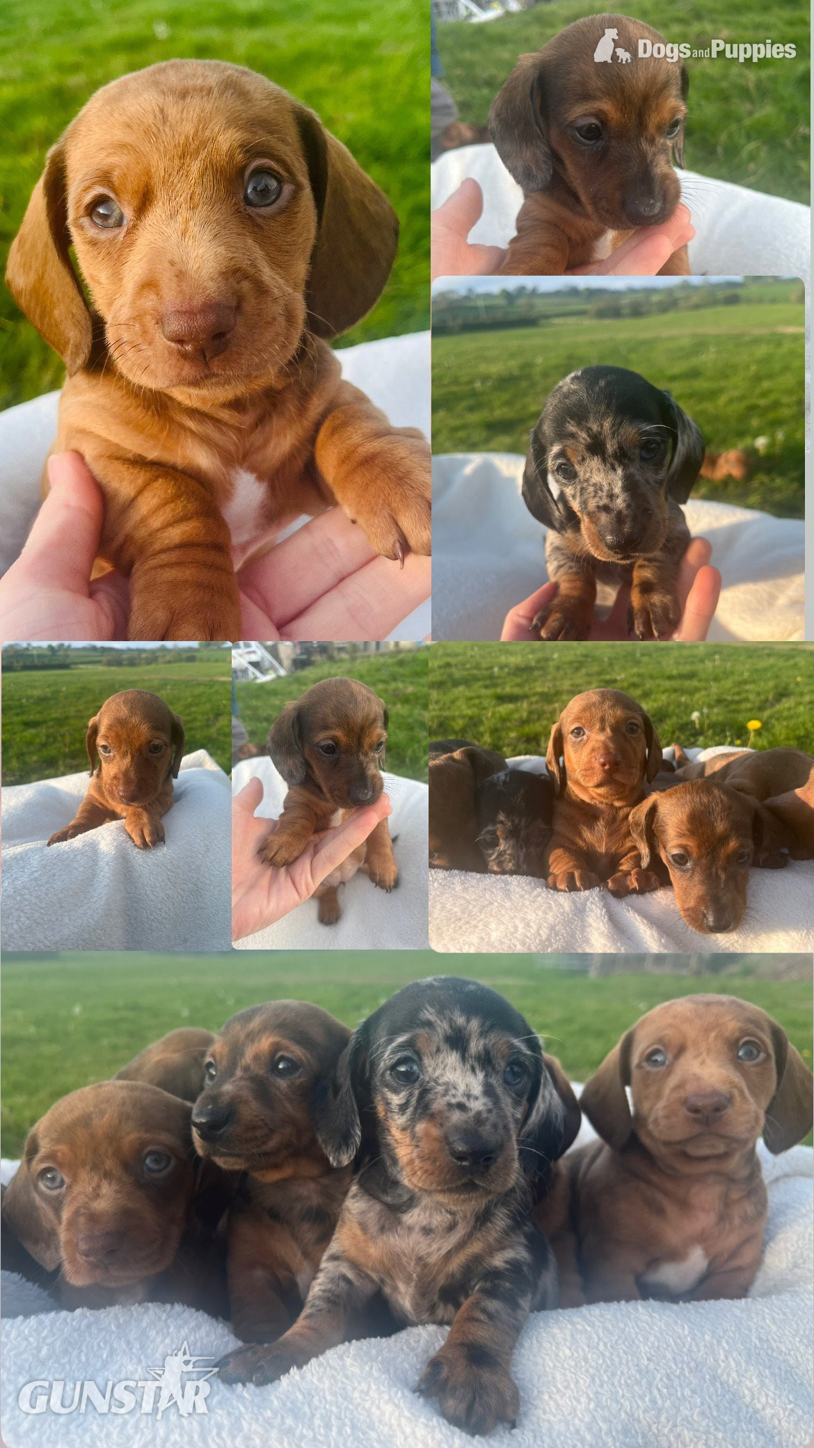 Dachshund Miniature Dapple KC Registered 